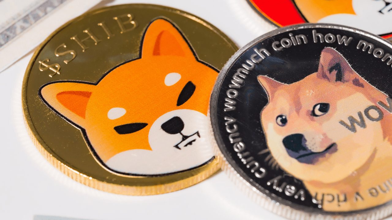doge什么币种(doge是什么币种最新消息)