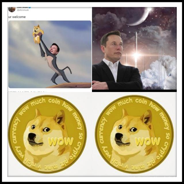 doge币跌(doge币崩盘)